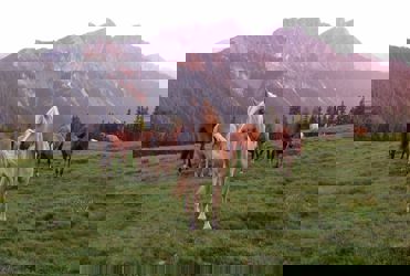 Brunst Alm_Malga Brunst.JPG